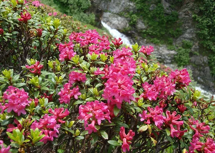 Activ-family-apart-wisiol-pitztal Sommercard Inklusive