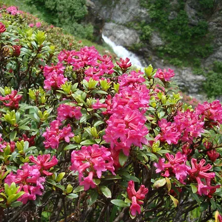 Activ-family-apart-wisiol-pitztal Sommercard Inklusive